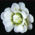 Flower1990